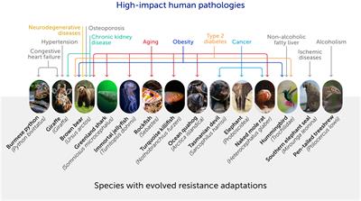 Frontiers The future of evolutionary medicine sparking